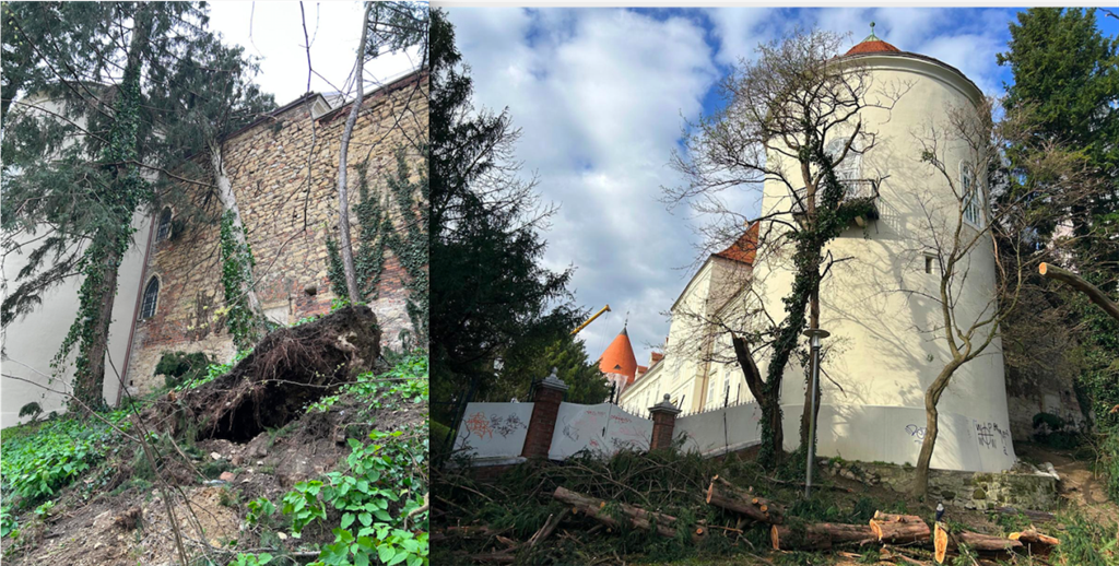 Oluja je jednu zelena duglazija potpuno iščupala pa je ista izrezana, no druga koja je iskorijenjena nagnuta je na zidine Kaptola, odnosno bedeme Nadbisskupskog dvora u Zagrebu