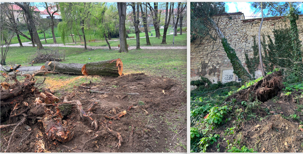 Park Ribnjak u Zagrebu poharan je nakon dva dana uragana, nekad je bio Biskupski ribnjak što je vidljivo i u vlažnom terenu parka pa stoljetna stabla nisu izdržala nalete vjetra od 130 km/h