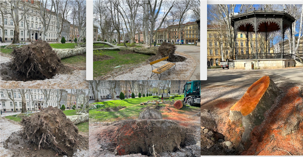 Tužni prizori iščupanog stabla platane na zagrebačkom Zrinjevcu, snimili smo i trenutak kad su je radnici Zrinjevca ispilili pa se moglo vidjeti kako joj je stablo bilo zdravo ali krošnja nije izdržala