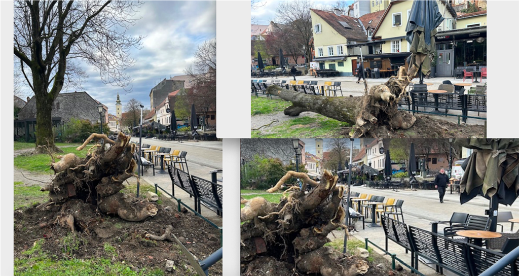 Tužan prizor iščupanog pajesena koji je stoljeće davao hlad u Tkalčićevoj ulici u srcu HR metropole, u njemu su mogli uživati i gosti na terasi Historyja, kafića koje drže bivši Vatreni, braća Šimić