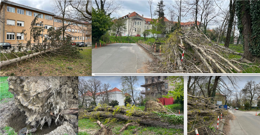 Sreća je da se kompleks KBC Šalata obnavlja nakon potresa pa nitko nije stradao dok je oluja čupala bor i stalba grimiznog gorskog javora koja su u paru iskorijenjena i leže sablasno kraj oznake za Medicinski fakultet